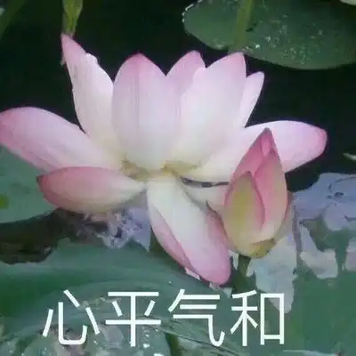 荷花莲花佛系头像拿图请评论留言.
