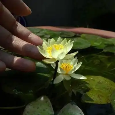 养睡莲不用腾地儿,不用泥都能活,加上一杯水,几天就能长根复花
