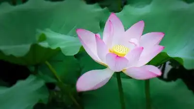 广告荷花抠图豆包助力AI抠图,快速获取透明背景图像
