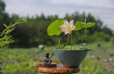家里千万不能养的6种花,望周知
