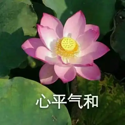 阿言:佛系小莲花一系列暴躁莲花微信头像家长头像.
