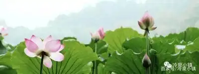 冷泉小镇的古老传说之莲花神显灵
