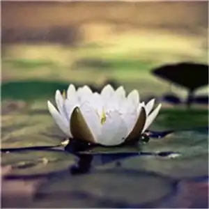 莲花荷花的头像,图片头像图片
