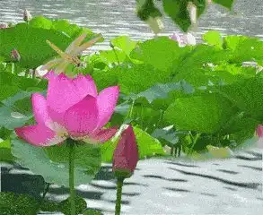 美女做莲花动图
