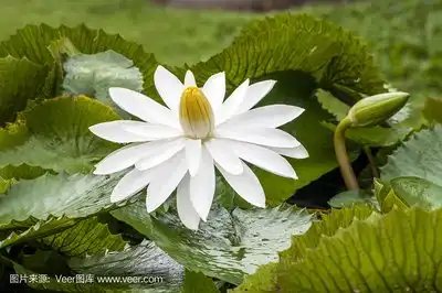 灯火通明,荷塘浮莲
