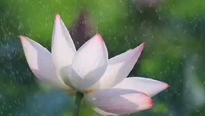 荷花唯美