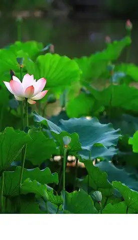 红色莲花

