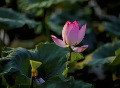 num.三莲花花国家,普拉塔曼萨拉瓦斯蒂庙,乌布.
