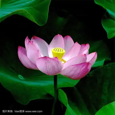 莲花
