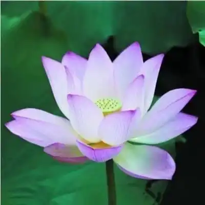 四季碗莲暴利产品送照片录音水中莲花室内花朵
