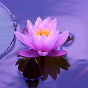 莲花语的主页