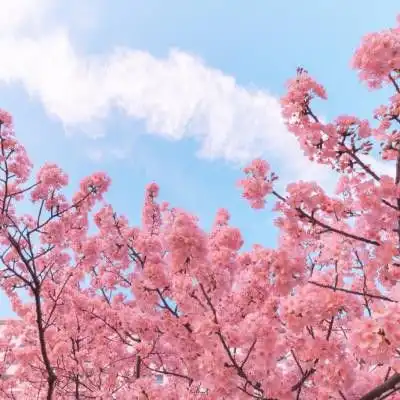 微信头像图片大全2019微信最吉利好看风景头像大全
