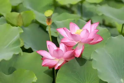 广告荷花抠图豆包助力AI抠图,快速获取透明背景图像
