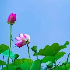 荷花的主页
