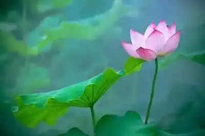 信丰爱莲说,江西人知道吗?
