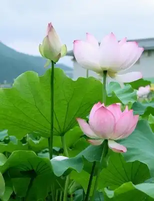 最美荷花风景图片大全(第1页)
