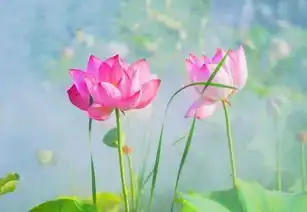 风水莲花局
