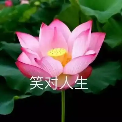 微信头像爱不释手