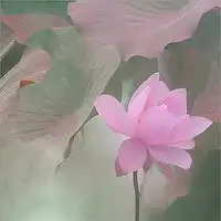 荷花高清头像图片大全大图唯美
