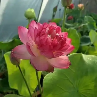四季碗莲暴利产品送照片录音水中莲花室内花朵

