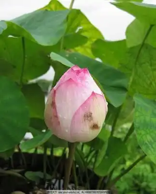 粉莲图片
