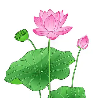 手绘莲花插画
