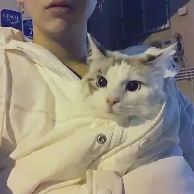 原来男生养猫这么加分,难怪讨女生喜欢
