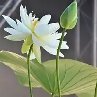 莲花出淤泥而不染
