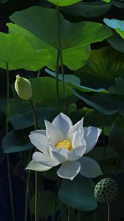 唯美白莲花,高清图片,手机锁屏桌面