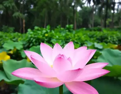荷花图片大全大图唯美竖屏