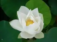 批发仿铜风水香炉莲花香炉镇宅保平安
