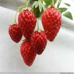 南谯草莓苗草莓苗价格红玉草莓苗批发报价
