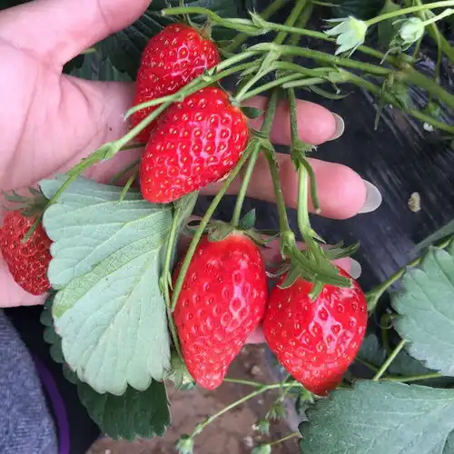 达赛来克特草莓苗甜查理草莓苗长势健壮