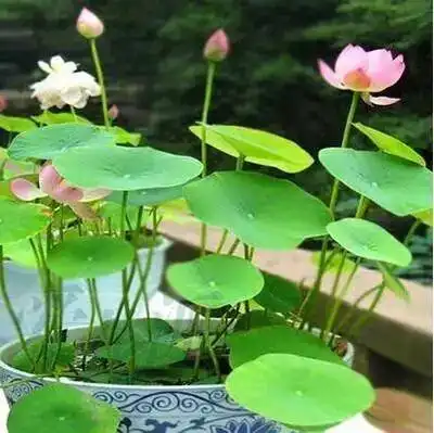 家里面不能养的花家里什么花不能种,影响风水
