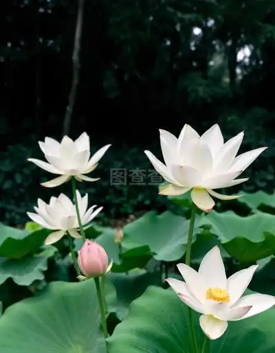 清新淡雅的美丽荷花图片桌面壁纸高清高清大图预览1920x1080