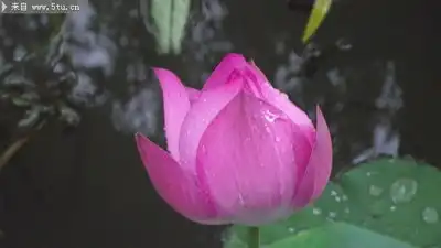 荷花大图高清摄影
