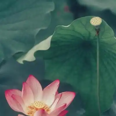 独一无二的莲花头像,女人运气最好的微信头像图片
