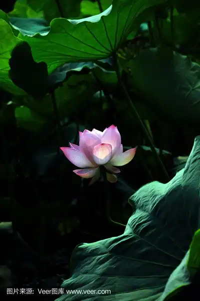 盛开的莲花
