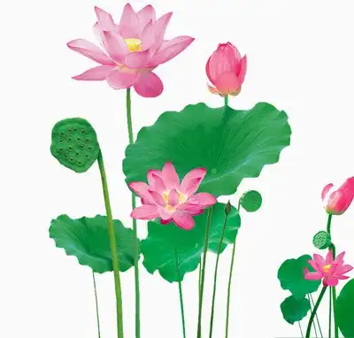 唯美清新荷花荷叶
