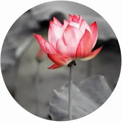莲花半开
