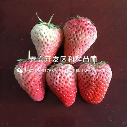 圣诞红草莓苗报价圣诞红草莓苗价格
