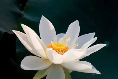 细嗅深看暗断肠,从今无意爱红芳