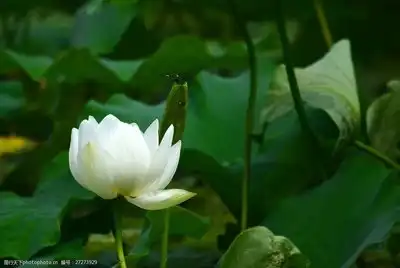白莲花图片
