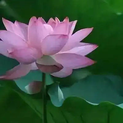 全网最全莲花头像,love&peace
