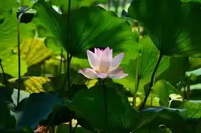 荷花风光莲花花朵特写图片
