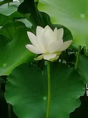 咏白莲花:芳心能自洁,玉体静相依
