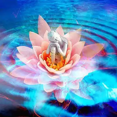 佛与莲莲花的隐喻与象征?莲花成为佛门的象征
