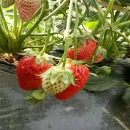 河南红颜草莓苗批发价格红颜草莓苗多少钱一棵
