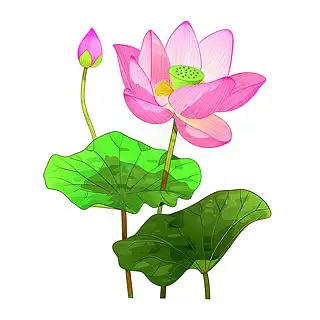手绘莲花插画
