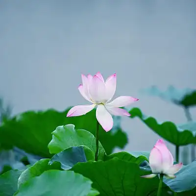 荷花高清头像图片大全大图唯美
